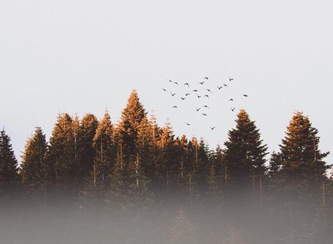 Wildfires and the Forestry Industry