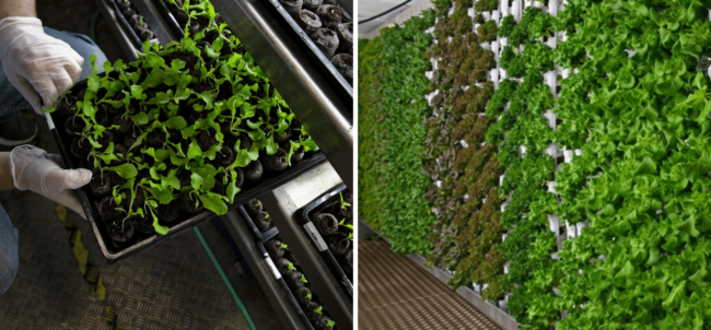 Largest vertical farm in Canada being developed in Brandon