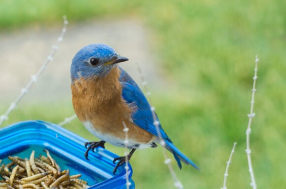 A small bird with blue and brown/orange feathers perches on the edge of a container full of worms.