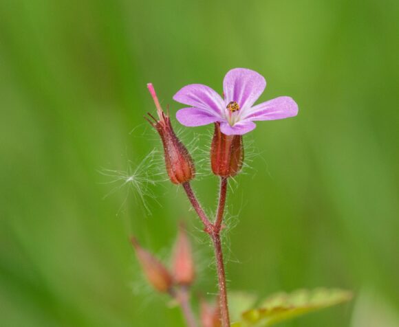 wildflower